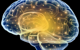 人脑科技图片 Neuron重要综述：“人脑”植入鼠脑？前沿“嵌合脑模型”如何重塑我们对神经疾病的理解与治疗