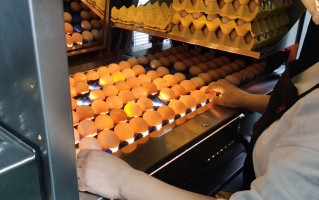 潍坊新浪科技 无抗鸡蛋不能吃了？涉事供应商表示：复检结果合格