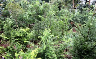 勤科技农 秦岭红豆杉的“银杏梦”——秦岭红豆杉保护发展工作调研侧记