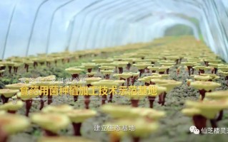 仙芝科技 国家重点龙头企业！祝贺武平这家企业上榜~