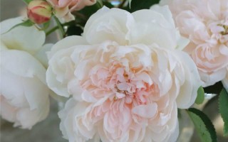 橙创科技有限公司 “安吉拉”“翻译家”“姬月季”……一批月季花新优品种将成为上海市民新宠