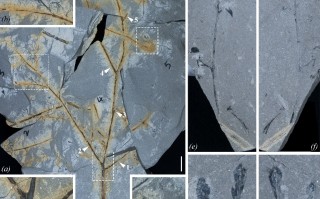 君木科技 科学家解密：最古老的种子植物如何捕获花粉