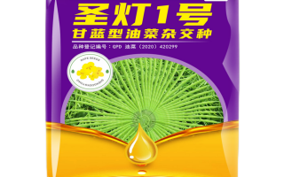 圣灯科技 新一代油菜品种圣灯1号高产高抗高油
