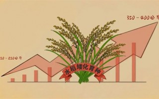 旺稻科技 “稻”说古今，揭秘饭碗里这粒米的“前世今生”