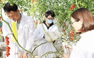 沈阳番茄科技 基因组学引领番茄种业科技创新