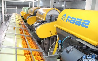 橙塑科技 生长期长达12个月，历经春夏秋冬四季 大器晚“橙”分外甜