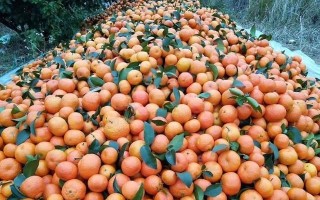 桔牛科技 又到了吃砂糖橘的季节！注意别和这4种食物一起吃