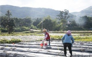 富晓科技 白沙：助力脱贫攻坚再出新招 构建橡胶“三统一”体系正式启动