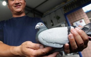 玄机科技鸽 养鸽高手私藏的5个神奇配方！学会这些让你的鸽子健康又聪明